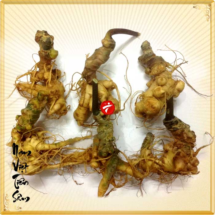 Sâm Ngọc Linh trồng Quảng Nam loại 20 củ/kg NS342