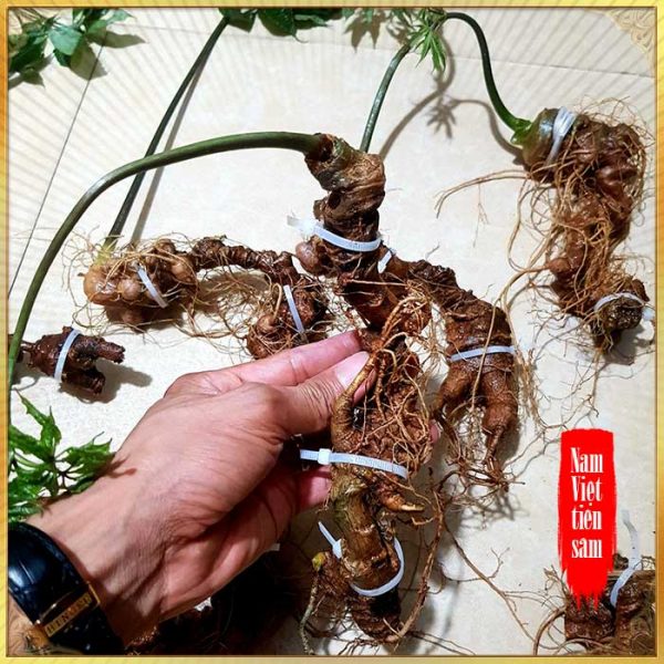 Sâm Ngọc Linh trồng loại 8 củ 1kg