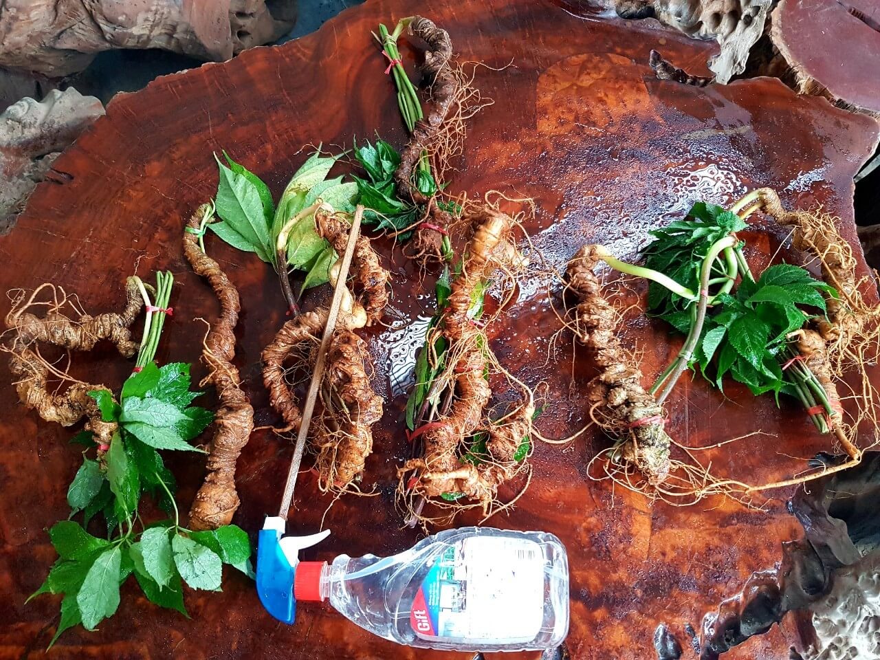 Sâm kontum - quảng nam là loại sâm tốt nhất thế giới